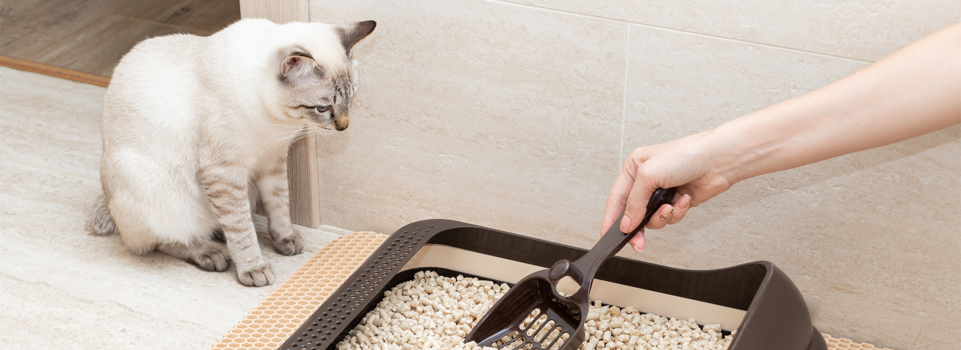 Cómo hacer que un gato rescatado use la arenera?